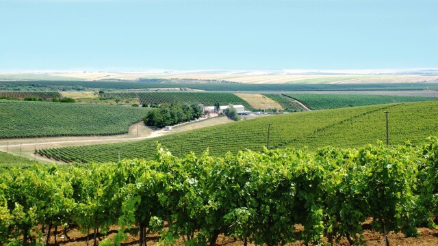 GHIDUL unei vacante printre viile din Romania. De ce cred somelierii ca ne putem compara cu vinurile de Bordeaux. FOTO - Imaginea 1