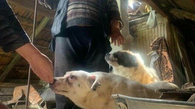 O femeie din Suceava a trăit 3 ani închisă în podul casei, alături de câinii săi. ”Cel mai revoltător caz de degradare umană” - Imaginea 1