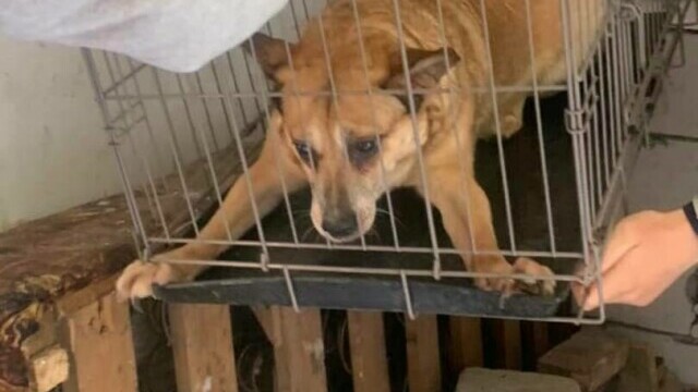 O femeie din Suceava a trăit 3 ani închisă în podul casei, alături de câinii săi. ”Cel mai revoltător caz de degradare umană” - Imaginea 20