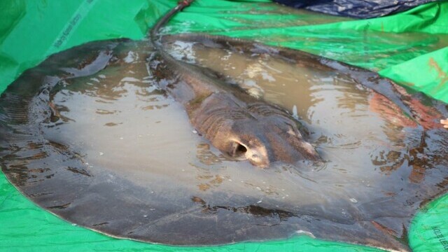 A fost prins cel mai mare pește de apă dulce din lume. Are 300 de kilograme. FOTO și VIDEO - Imaginea 6