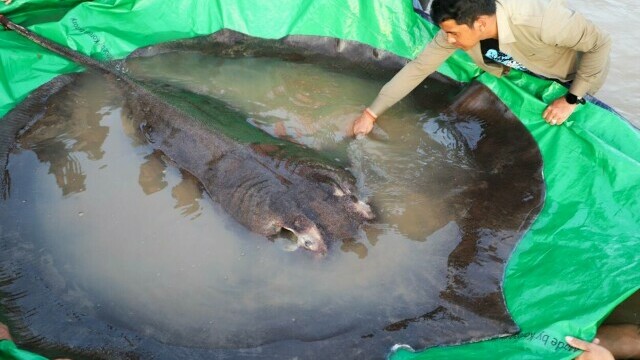A fost prins cel mai mare pește de apă dulce din lume. Are 300 de kilograme. FOTO și VIDEO - Imaginea 4