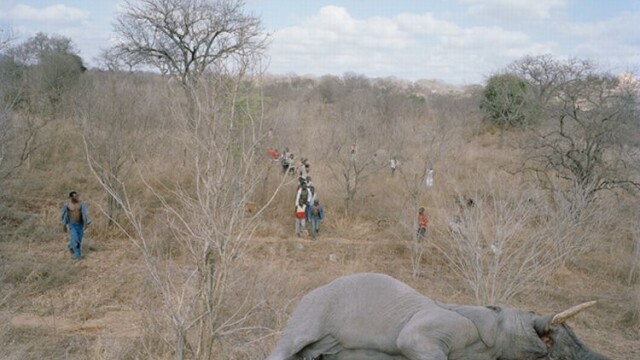 SOCANT! Atat de saraci incat au ajuns sa manance cadavre de elefanti - Imaginea 5