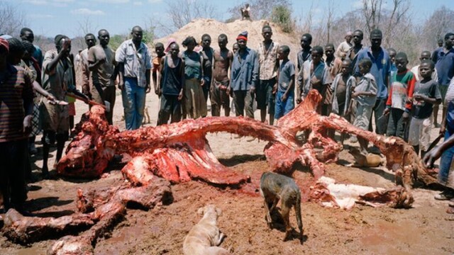 SOCANT! Atat de saraci incat au ajuns sa manance cadavre de elefanti - Imaginea 1