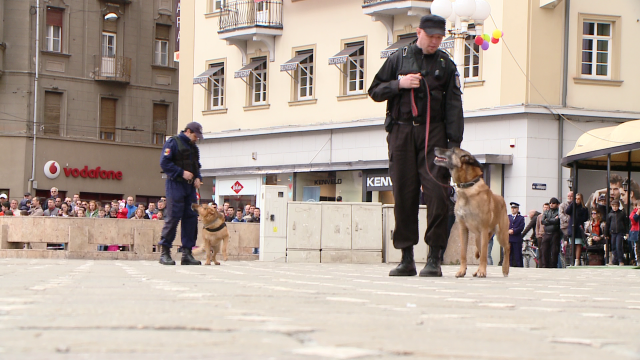 Ziua Politiei Romane, sarbatorita la Timisoara. Zeci de curiosi au asistat la spectacolul din Piata Victoriei. FOTO - Imaginea 11