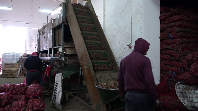 Cum au ajuns cartofii pe cale de dispariție în România. Nemulțumirile fermierilor - Imaginea 2