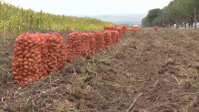 Cum au ajuns cartofii pe cale de dispariție în România. Nemulțumirile fermierilor - Imaginea 3