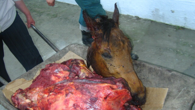Acuzatii socante la Zoo Braila: cai omorati pentru a hrani leii! - Imaginea 5