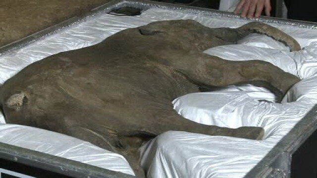 Mamut perfect conservat, mort in urma cu 42.000 de ani, expus publicului. Povestea Lyubei, dezvaluita de oamenii de stiinta - Imaginea 1