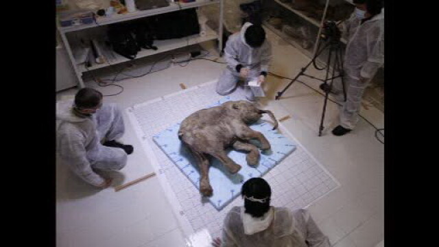 Mamut perfect conservat, mort in urma cu 42.000 de ani, expus publicului. Povestea Lyubei, dezvaluita de oamenii de stiinta - Imaginea 2