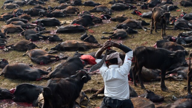 Peste 5000 de bivoli au fost ucisi in Nepal in timpul festivalului Gadhimai. Imagini cu impact emotional puternic - Imaginea 4