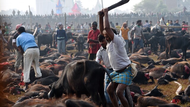 Peste 5000 de bivoli au fost ucisi in Nepal in timpul festivalului Gadhimai. Imagini cu impact emotional puternic - Imaginea 3
