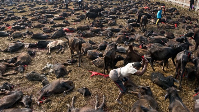 Peste 5000 de bivoli au fost ucisi in Nepal in timpul festivalului Gadhimai. Imagini cu impact emotional puternic - Imaginea 2