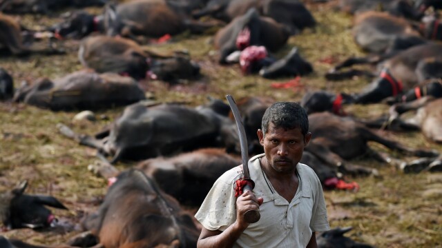 Peste 5000 de bivoli au fost ucisi in Nepal in timpul festivalului Gadhimai. Imagini cu impact emotional puternic - Imaginea 1