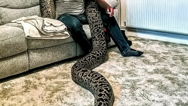A cumpărat un șarpe de câțiva cm, dar s-a trezit în casă cu cel mai mare piton din lume - Imaginea 2