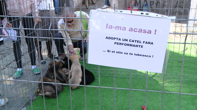 Zeci de catelusi si feline sunt sarbatorite astazi, de ziua lor, la Timisoara. Vezi GALERIE FOTO - Imaginea 3