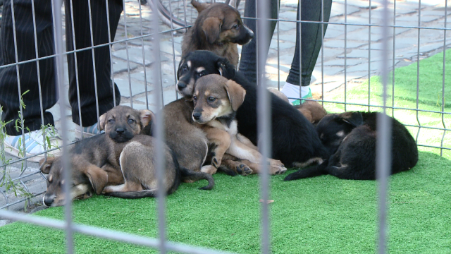 Zeci de catelusi si feline sunt sarbatorite astazi, de ziua lor, la Timisoara. Vezi GALERIE FOTO - Imaginea 8
