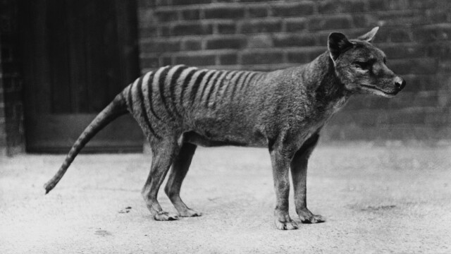 O creatură care ar fi dispărut în urmă cu zeci de ani, zărită de australieni în zone locuite - Imaginea 1