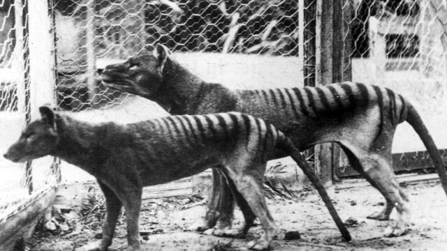 O creatură care ar fi dispărut în urmă cu zeci de ani, zărită de australieni în zone locuite - Imaginea 3