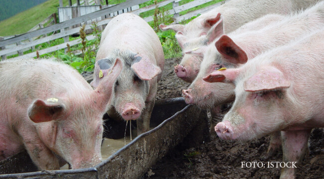 porci ferma romania