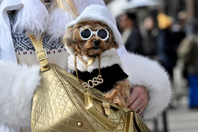 Yorkshire Terrier