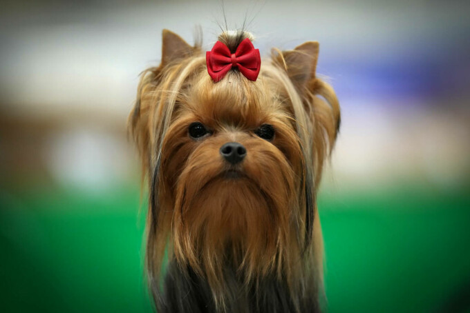 Yorkshire Terrier