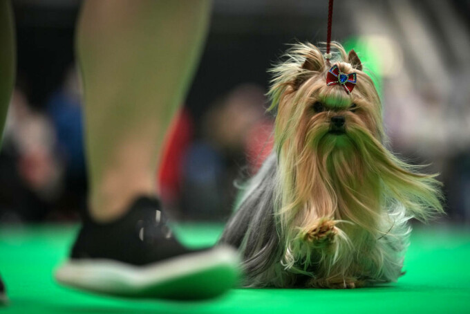Yorkshire Terrier