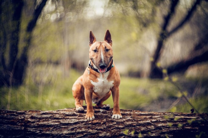 Bull Terrier