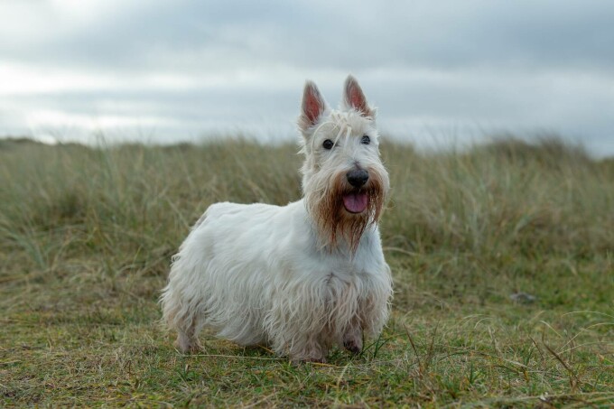 Scottish Terrier