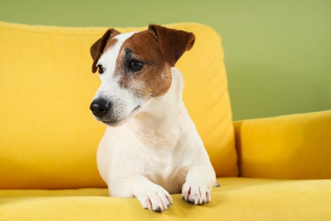 Jack Russel Terrier