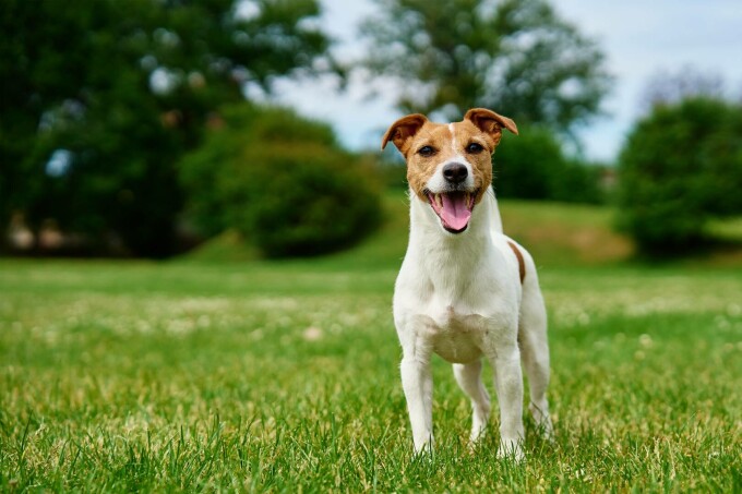 Jack Russel Terrier