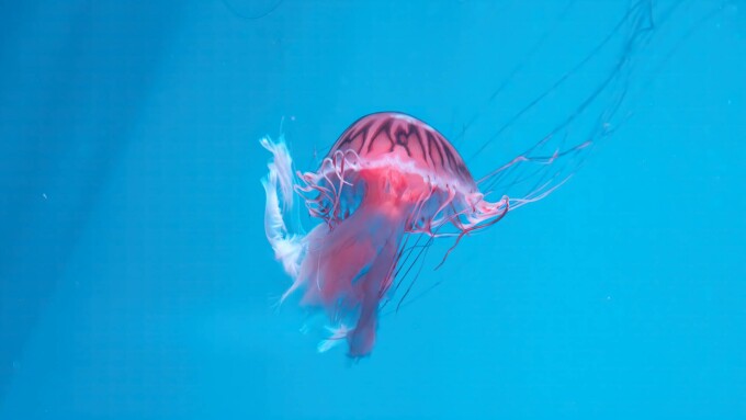 Intepatura de meduza