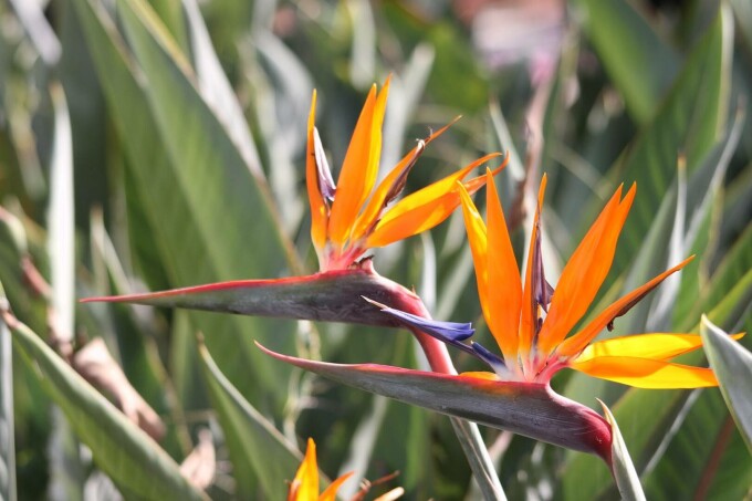 Strelitzia nicolai