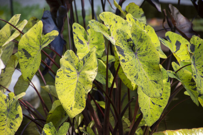 Syngonium podophyllum