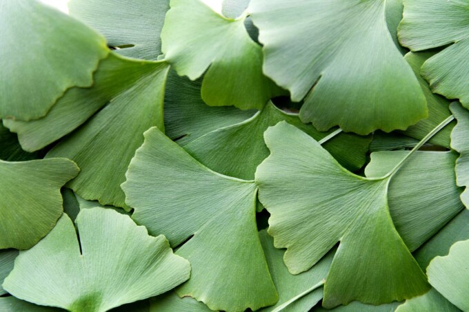 Ginkgo Biloba