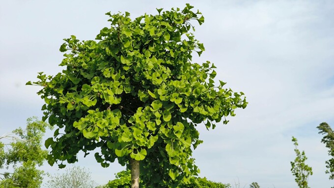 Ginkgo Biloba