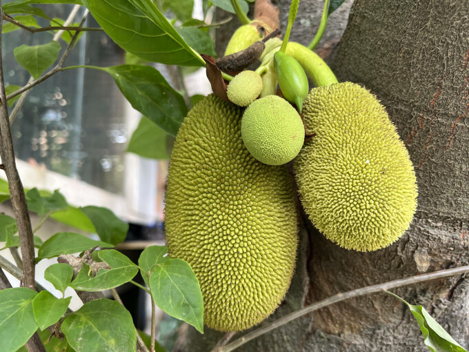 Jackfruit