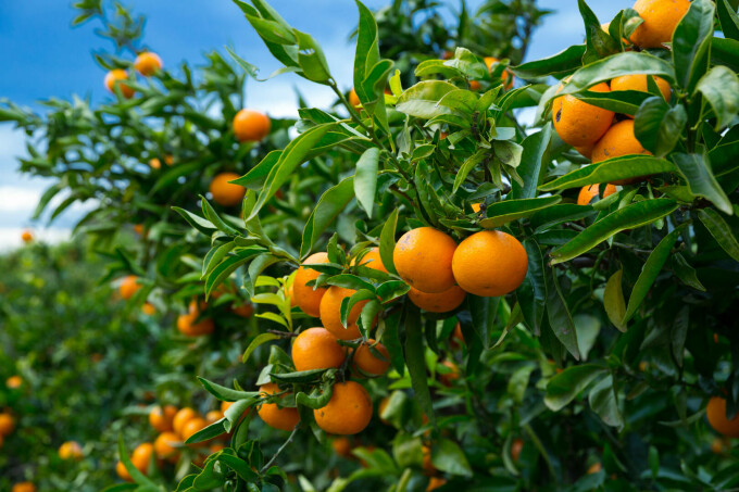 mandarine vs clementine