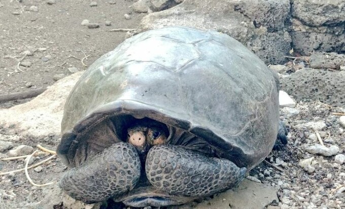 Ghid de îngrijire a unei broaşte ţestoase. Tot ce trebuie să ştii