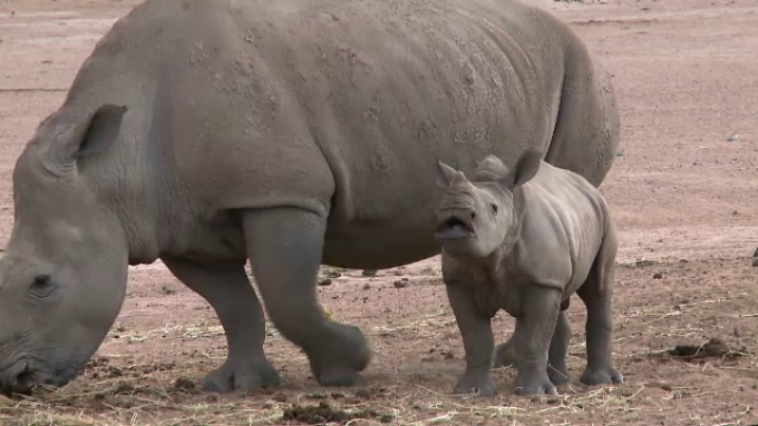 rinocer la copii