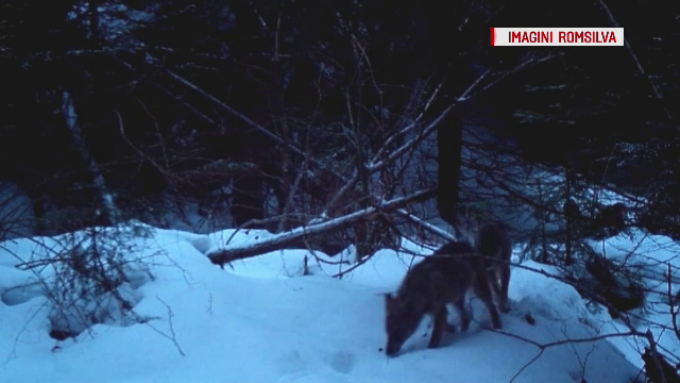 chemicals Manifestation In the mercy of Imagini rare cu o haită de lupi, surprinse de în Parcul Natural Putna-  Vrancea - Stirileprotv.ro