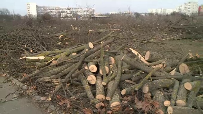 Defrișări în Parcul IOR