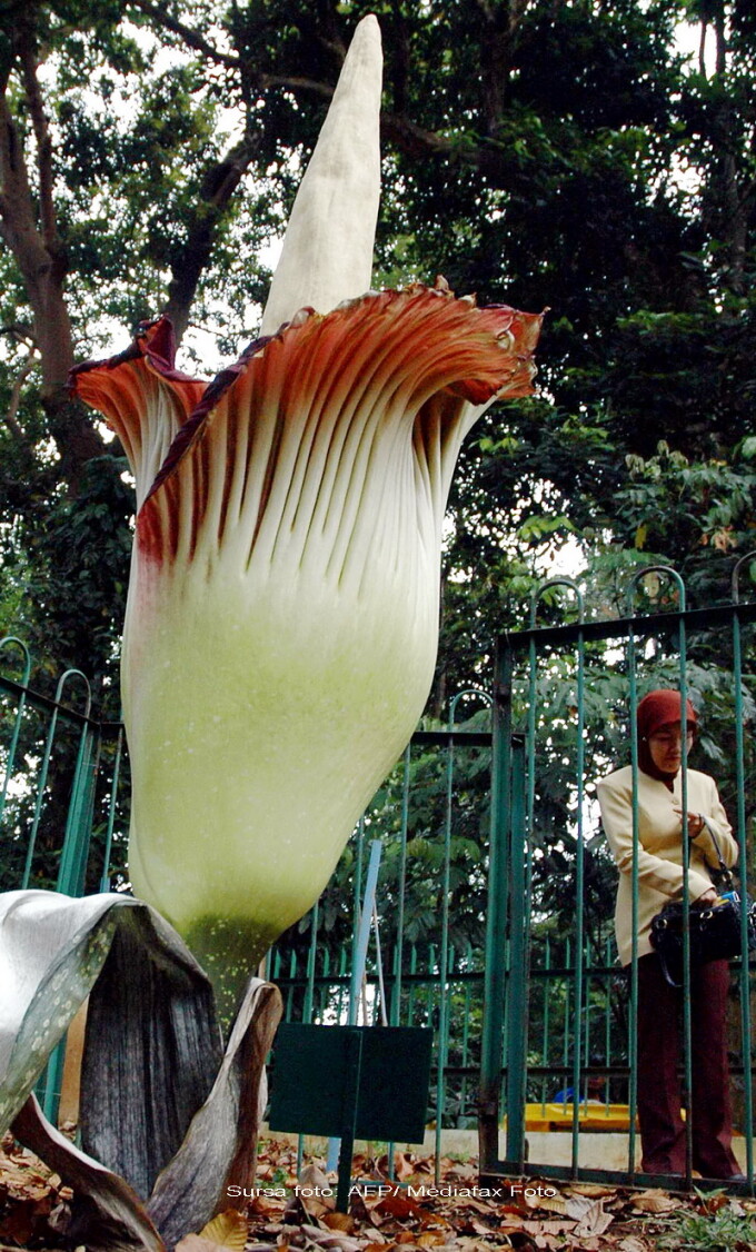 plante precum penisul