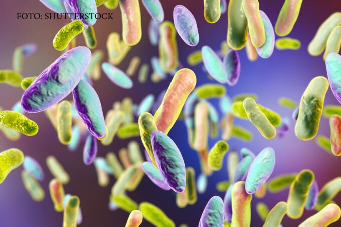 bacterii multirezistente