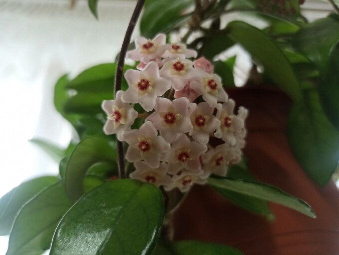 Hoya