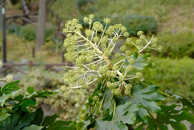 Fatsia japonica