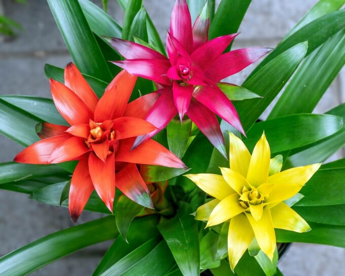 Guzmania