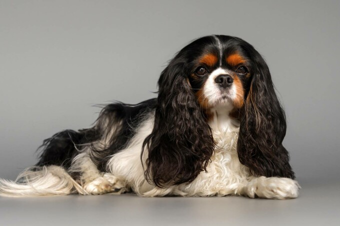 Cavalier King Charles Spaniel