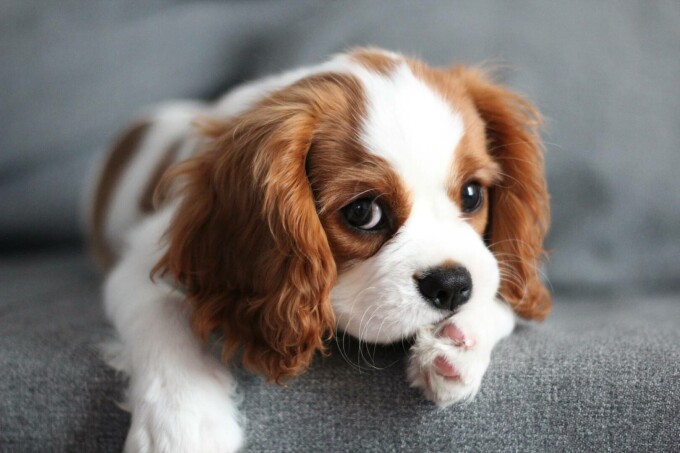 Cavalier King Charles Spaniel