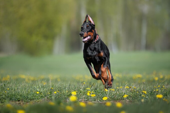 Doberman