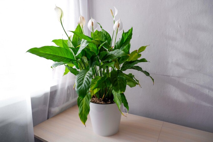 spathiphyllum